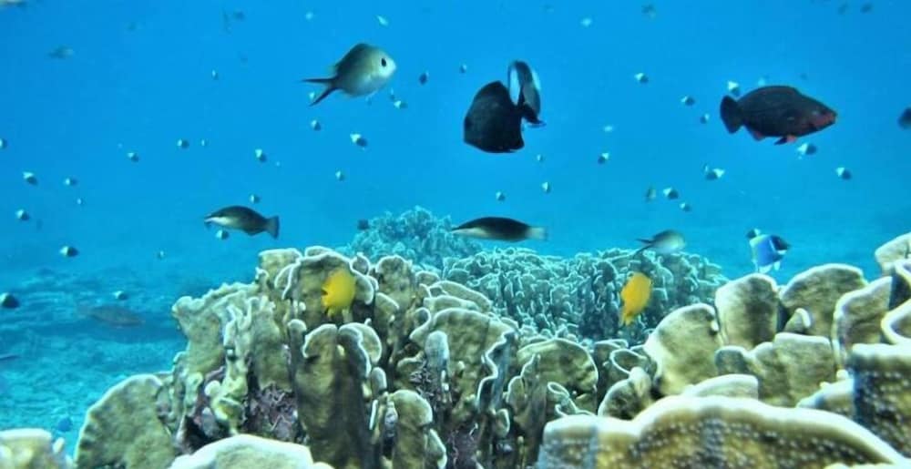 Pulau Weh Paradise