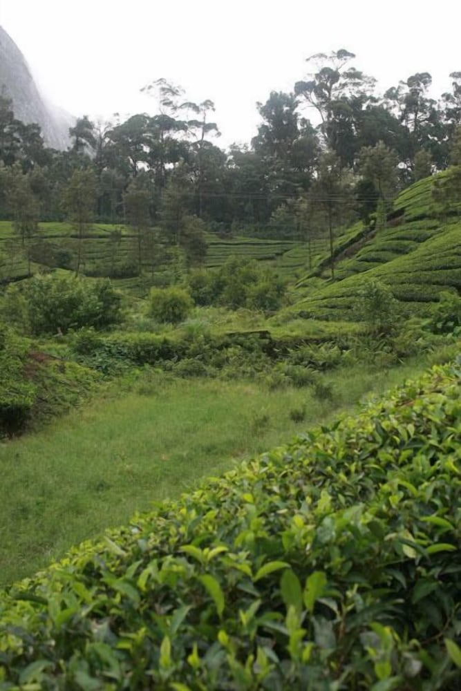 Wild Elephant Eco-Friendly Resort