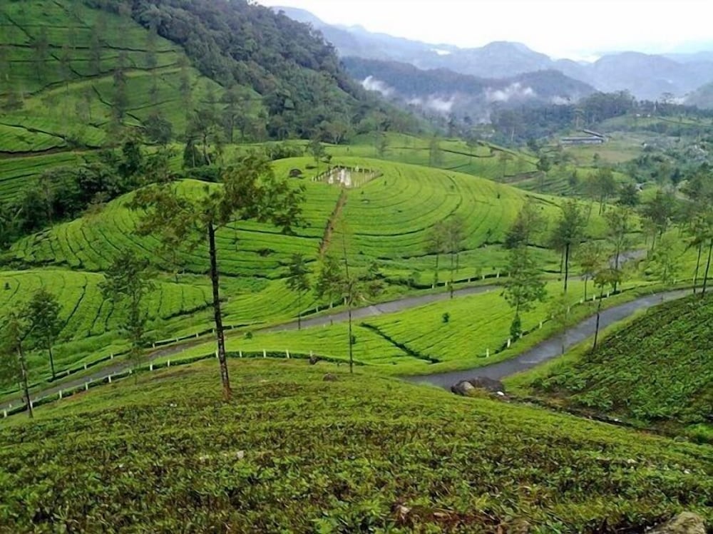 Wild Elephant Eco-Friendly Resort
