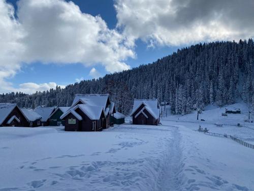 Gulmarg Woods By Stay Pattern