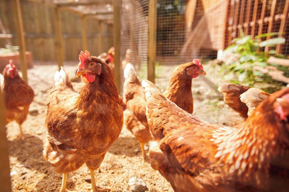 La Cocotte Villa & Farm Khao Yai