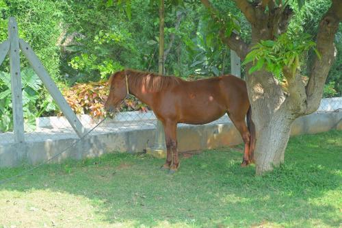 Farm Stay Resort  - Shamirpet, Hyderabad