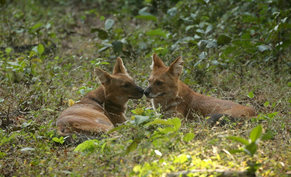 Red Earth Tadoba Tiger Safari Resort