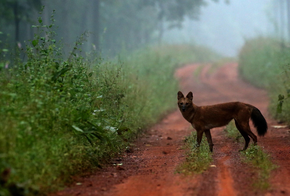 Red Earth Tadoba Tiger Safari Resort
