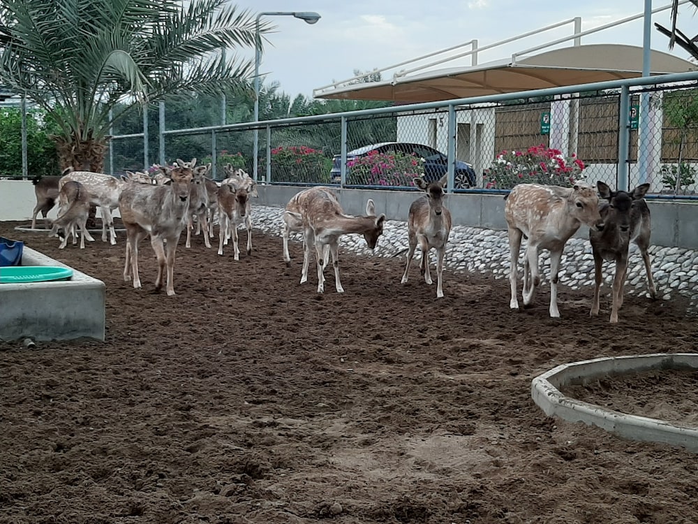 Asahalah Farm Villas