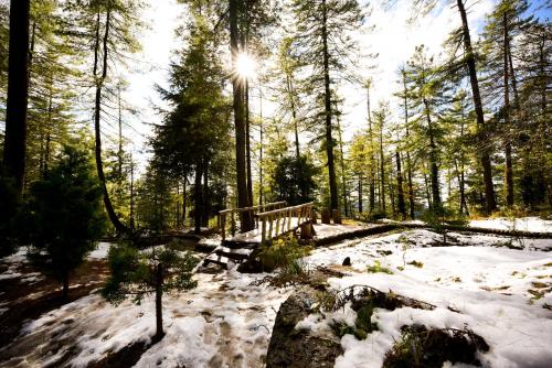 Zostel Homes Mashobra (Shimla)