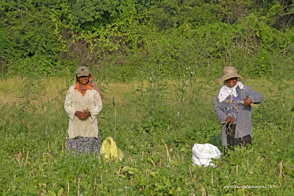 The Yala Camping