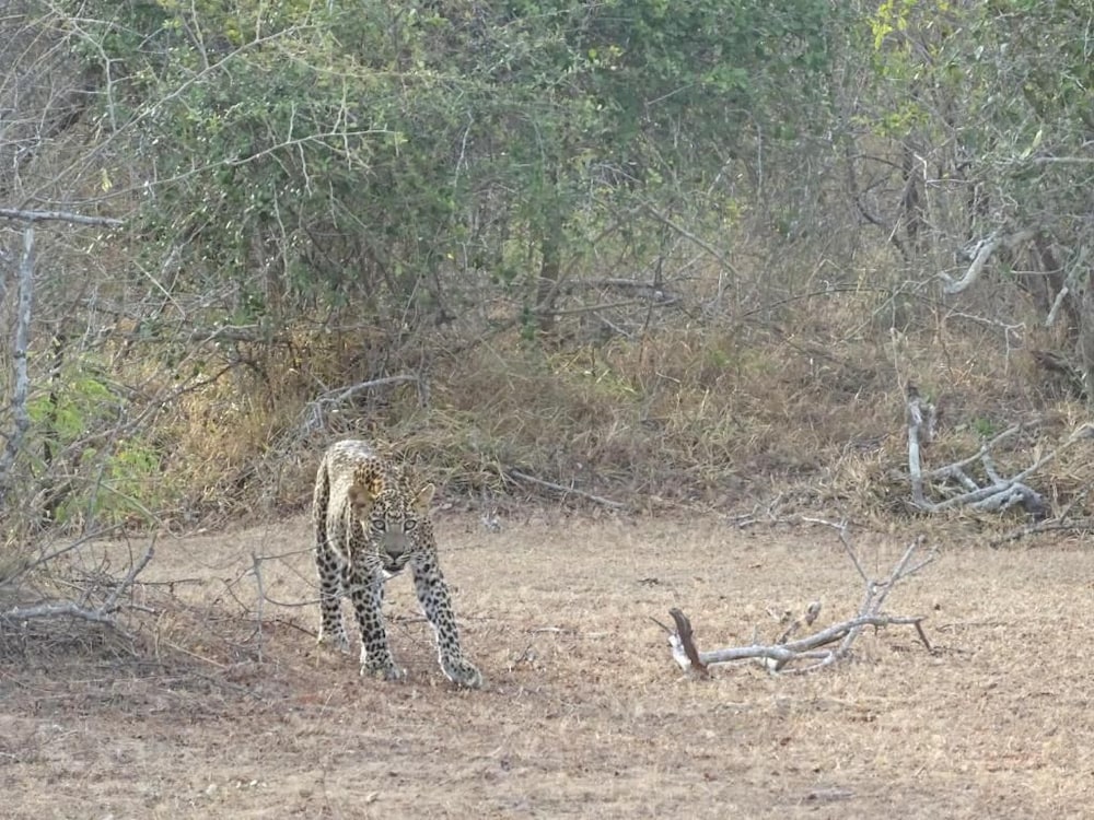 Wadula Safari Yala