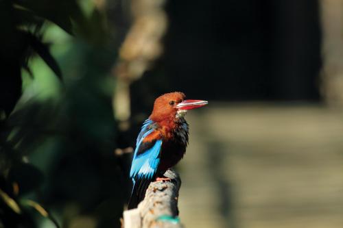 Reen Resorts Aanavilasam Plantation
