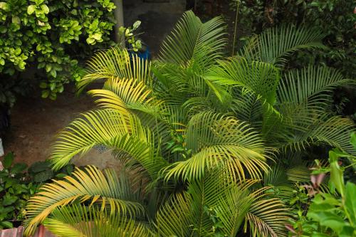 Copperhill - Luxury Homestay