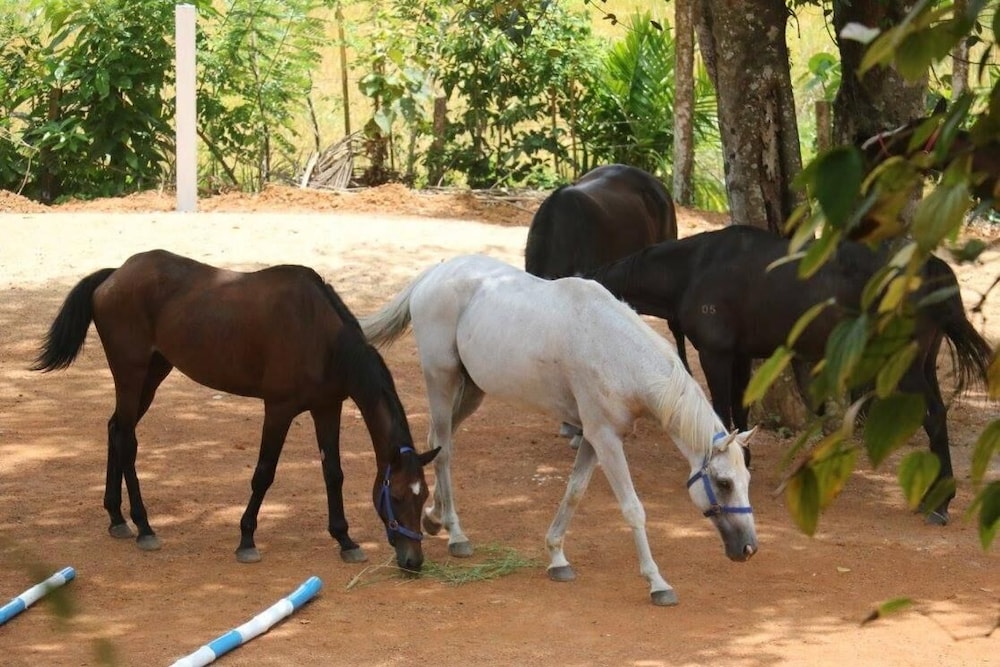 IQuest Colombo