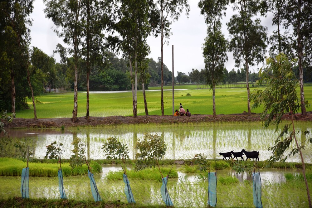 Backpackers Eco Village