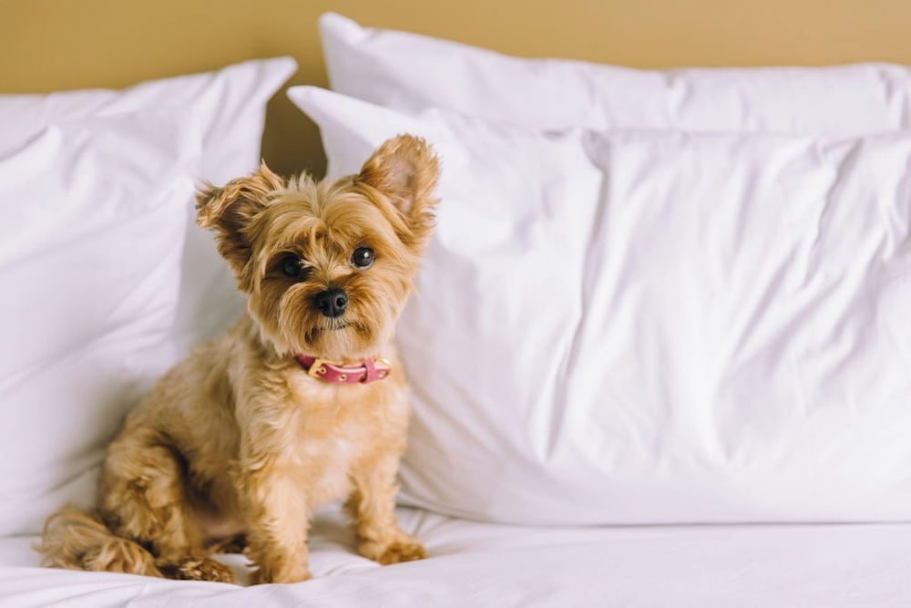 Hilton Garden Inn Montreal Midtown, Quebec, Canada